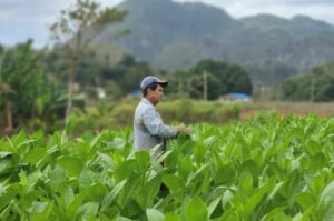 Lire la suite à propos de l’article Pourquoi les cigares cubains sont les plus célèbres du monde (où les acheter)