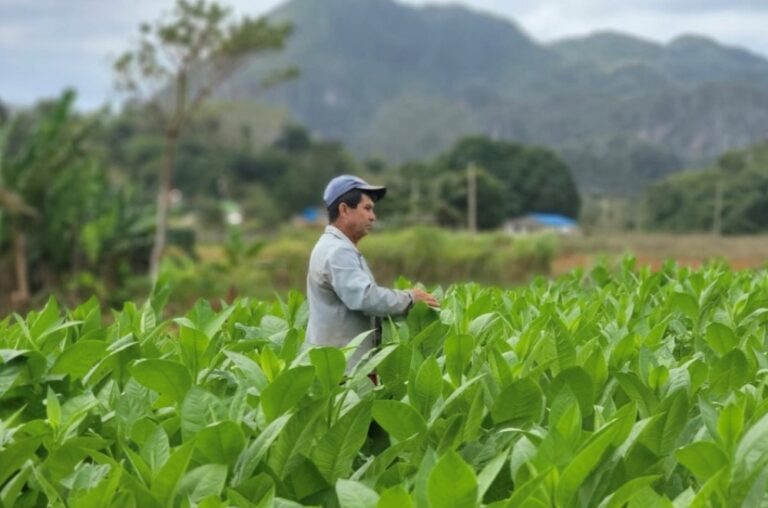 Lire la suite à propos de l’article Pourquoi les cigares cubains sont les plus célèbres du monde (où les acheter)