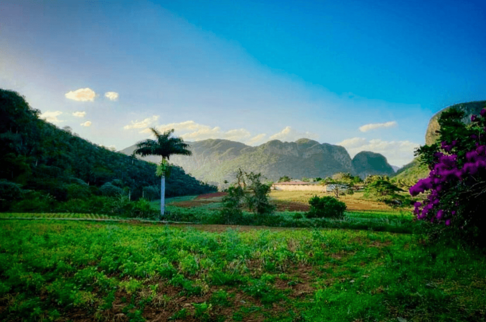 vinales